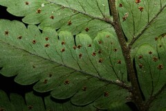 Triplophyllum hirsutum