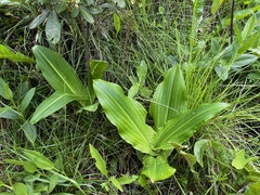 Eucomis