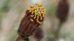 Brickellia frutescens
