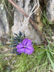 Thysanotus multiflorus