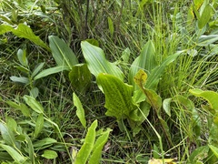Eucomis