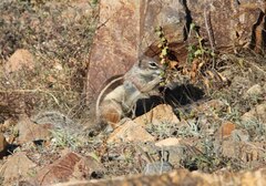 Atlantoxerus getulus