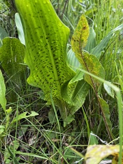 Eucomis