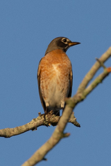 Turdus migratorius