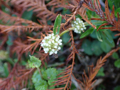 Spermacoce verticillata