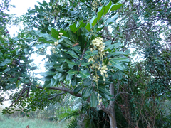 Cupaniopsis anacardioides