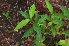 Vismia guianensis