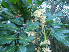 Cupaniopsis anacardioides