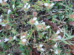 Richardia grandiflora