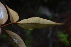 Vismia guianensis