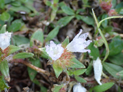 Richardia grandiflora