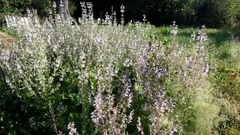 Salvia sclarea
