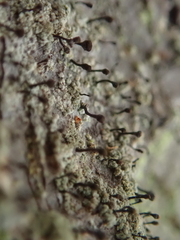 Chaenotheca ferruginea