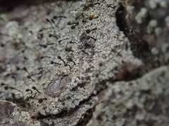 Chaenotheca ferruginea