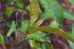 Vismia guianensis