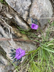 Thysanotus multiflorus