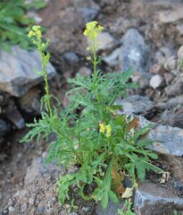 Reseda lancerotae image