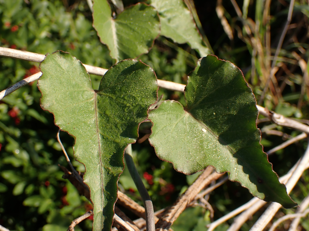 Latexplant