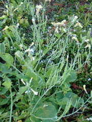 Raphanus raphanistrum