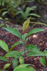 Vismia guianensis