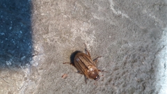 Amphimallon solstitiale