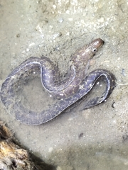 Gymnothorax pseudothyrsoideus