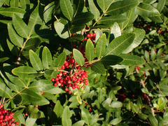 Schinus terebinthifolia