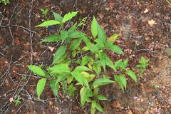 Vismia guianensis