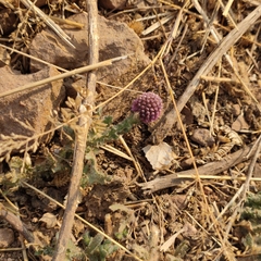 Sphaeranthus indicus