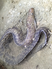 Gymnothorax pseudothyrsoideus