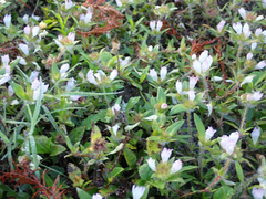 Richardia grandiflora