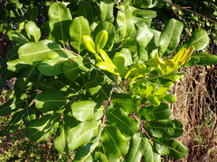 Cupaniopsis anacardioides