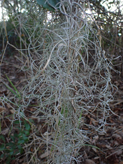 Tillandsia usneoides