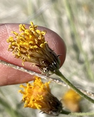 Bebbia juncea aspera
