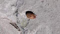 Amphimallon solstitiale
