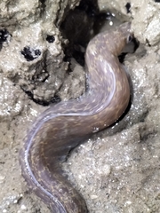 Gymnothorax pseudothyrsoideus