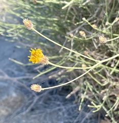 Bebbia juncea aspera