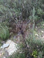 Timaspis chondrillae