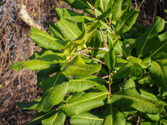 Cupaniopsis anacardioides