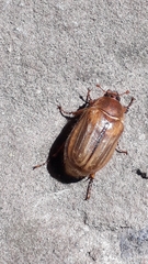 Amphimallon solstitiale