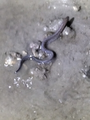 Gymnothorax pseudothyrsoideus