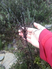 Timaspis chondrillae