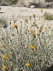 Bebbia juncea aspera