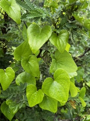 Dioscorea sylvatica