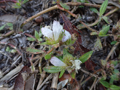Richardia grandiflora