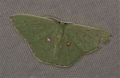 Comostola leucomerata