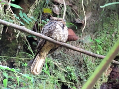 Antrostomus carolinensis