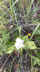 Mandevilla macrosiphon