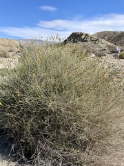 Bebbia juncea aspera