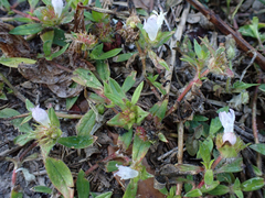 Richardia grandiflora